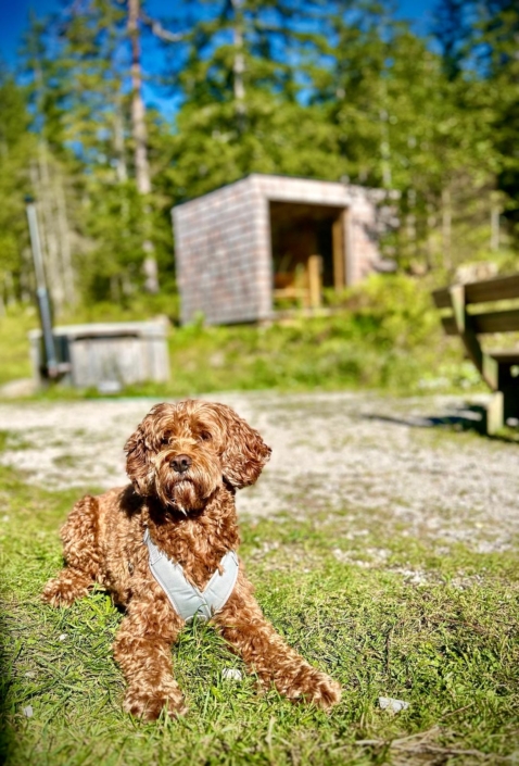 Hunde sind willkommen Hund beim Chalet in Wildalpen